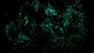 Ejemplares de Noctiluca scintillans en la playa de Spiekoorg, Frisia Oriental, Alemania