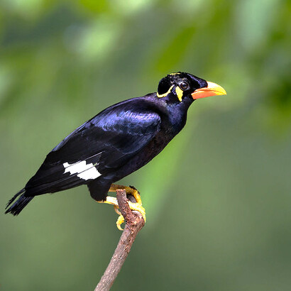 Gracula religiosa o miná religioso, ave en la que se basa la especie que habita Pala en la novela «La isla» de Aldous Huxley