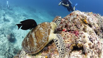 Green turtle on a rock, ph. Aditya Havelia