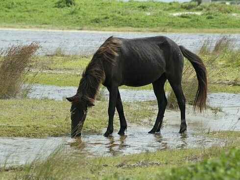 The untamed beauty of Shackleford Banks shines in its most famous residents—the wild mustangs