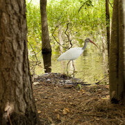 Natural Area Teaching Lab Trails. Courtesy of Florida Museum of Natural History