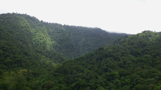 Bosque denso, húmedo y de topografía irregular, típico del Caribe. Foto: Luko Hilje