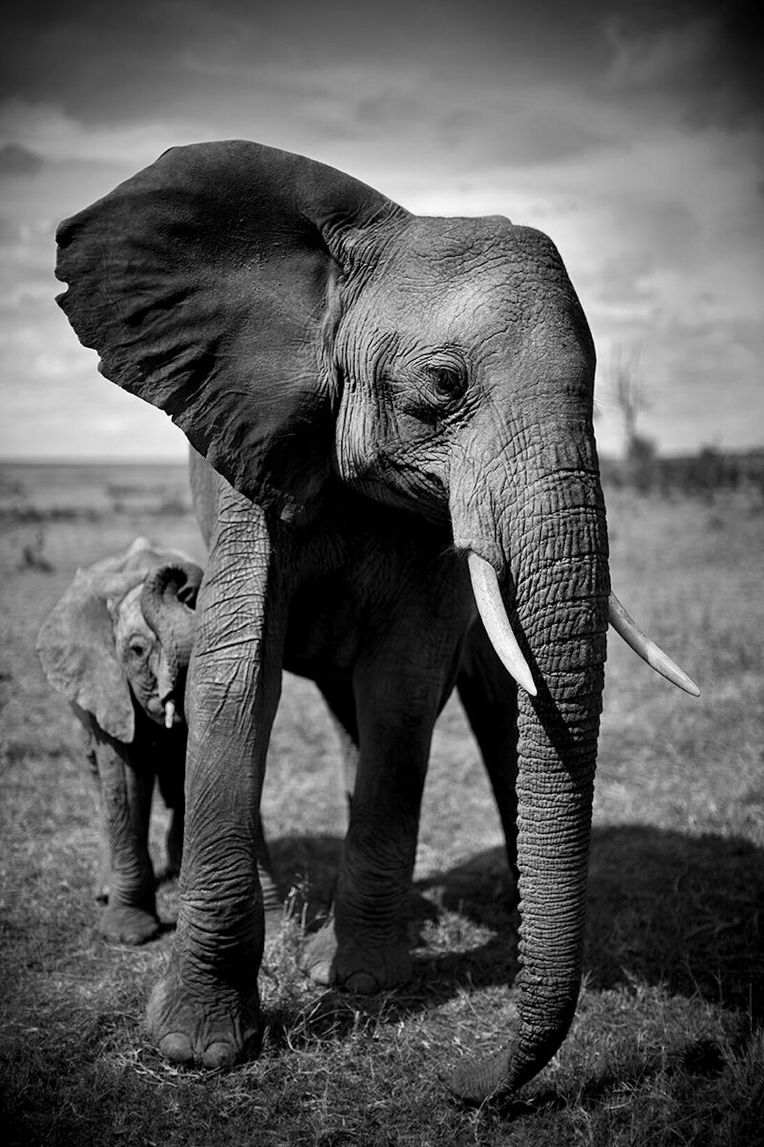 Elephant and Calf, Kenya 2011 © Christian Cravo