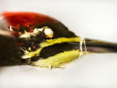 Aves. Courtesy of Galerie Claude Samuel