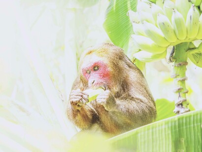 Climbing trees to feast in isolation, mandrills monkey