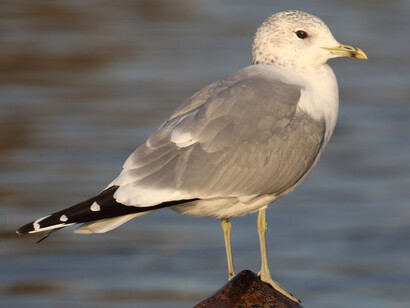 Common Gull adult winter © Gehan de Silva Wijeyeratne