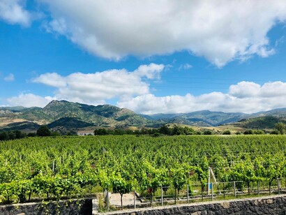 Vineyards in the region of Sicily, Italy near Mount Etna