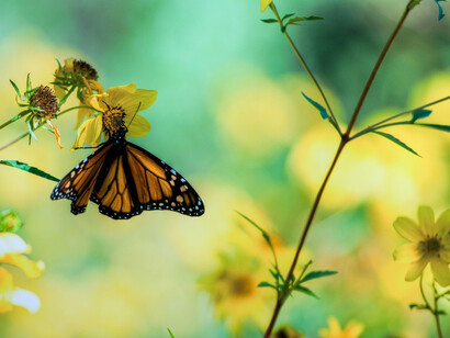 The perfection of nature