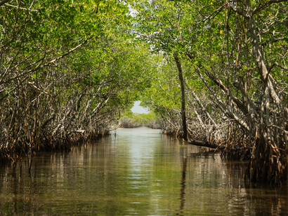 The mangrove wood is resistant to insects, fungi, and borer attacks