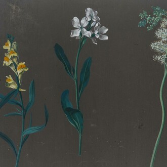 Johann Christian August Birnbaum, Flower studies (detail), 8 July 1781 and 18 August to 1 September 1782. Mit freundlicher genehmigung der Gemäldegalerie
