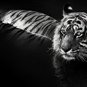 Experience Greenwich Week. Courtesy of Isabella Garrucho Fine Art