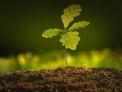 Árbol germinando. Un destino es una meta