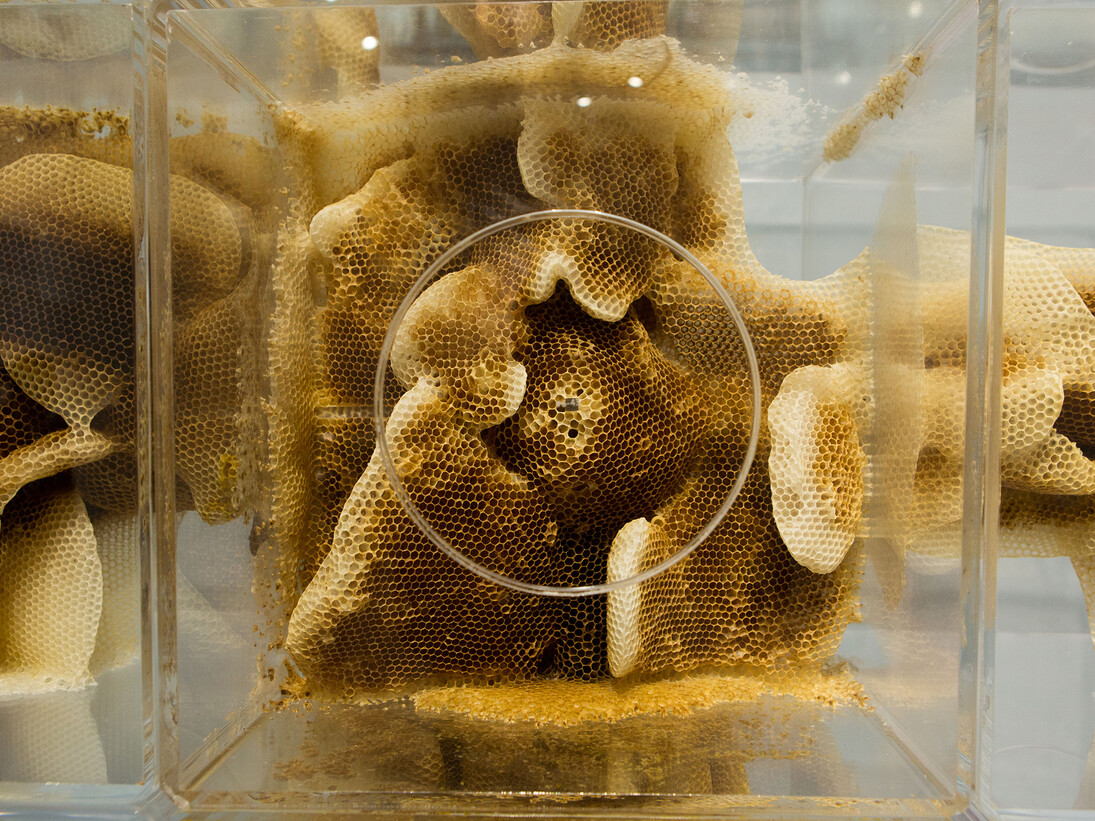 Ren Ri, Yuansu Series