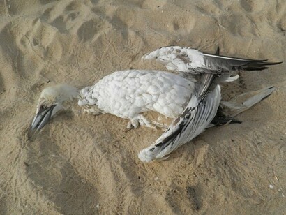 La plastica uccide la fauna