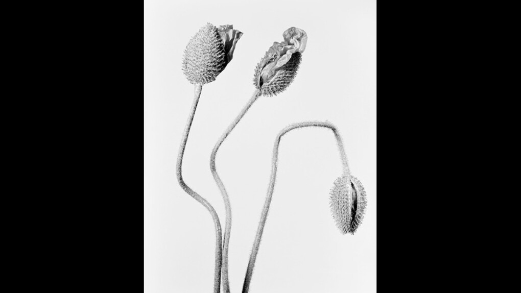 Robert Voit. Courtesy of Galerie Peter Sillem