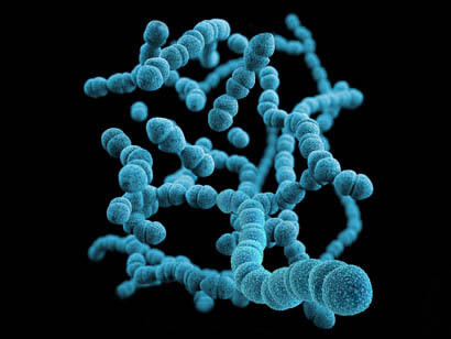 Bacteria are a very well-known ultra-microscopic organism that also causes numerous diseases but most of them are extremely beneficial for mankind