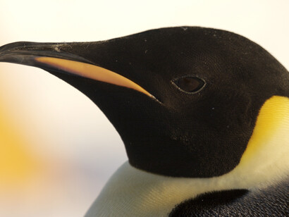 Emperor Penguin ©  John Aitchison
