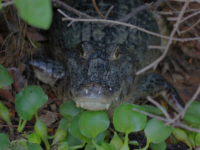 Caimán yacaré en el pantanal
