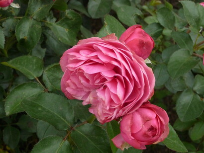 Roses, ph Simonetta Sandri