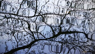 Nel riflesso dei rami sull’acqua riconosciamo ciò che siamo: osservatori e parte dello stesso movimento instabile