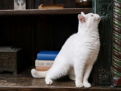 Gato blanco sentado en una biblioteca