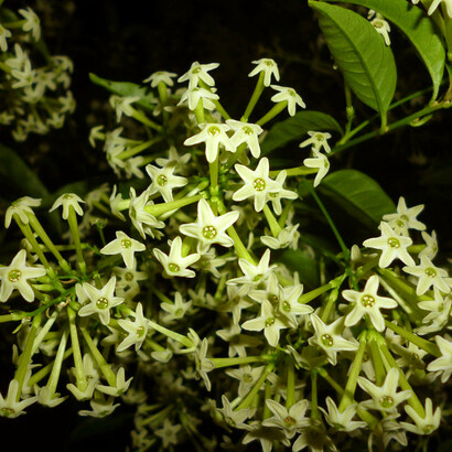Galán de noche («Cestrum nocturnum») llamado también dama de noche