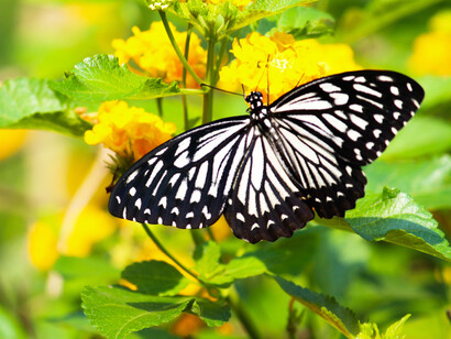 Glassy Tiger butterfly sits on the leaves near yellow flowers