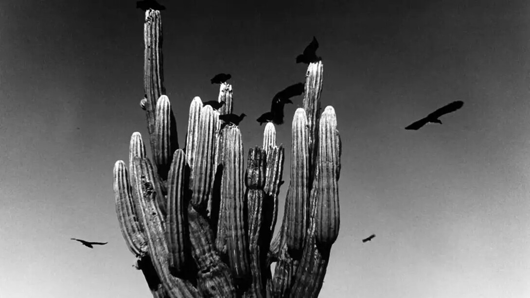 Graciela Iturbide, Sahuaro (détail), Sonora-Wüste, Mexico, 1979. Avec l'aimable autorisation du FOMU Foto Museum © Graciela Iturbide
