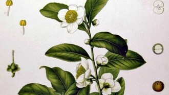 Una stampa d'epoca raffigurante la Camellia Sinensis