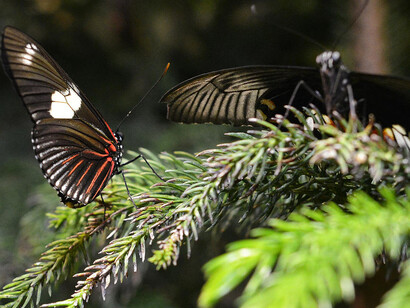 The butterfly conservatory. Courtesy of American Museum of Natural History