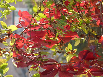 Vite americana, Parthenocissus quinquefolia