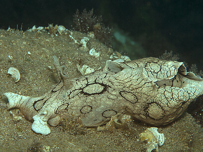 Un esemplare di Aplysia dactylomela