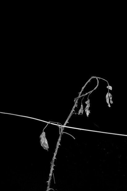 Paul Seawright, Rose, 2015, Pigment print – framed and unmounted, 144.9 x 109.2 cm, 57 x 43 in, image courtesy of the artist and Kerlin Gallery, Dublin