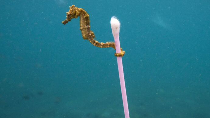 Wildlife Photographer of the Year. Courtesy of ROM 