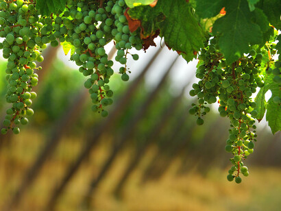 Chardonnay grapes in Franciacorta