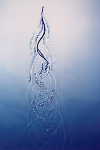 In one drop of water. Courtesy of Art Gallery of NSW