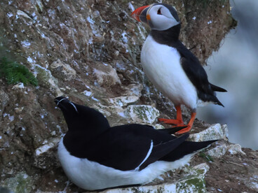 Puffin and Razorbill at Bempton Cliffs (c) Gehan de Silva Wijeyeratne