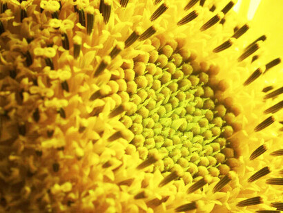 Existen términos teóricos dentro de la teoría donde la evidencia empírica es de tal naturaleza que el término teórico pareciera más una especie de “metafísica científica”