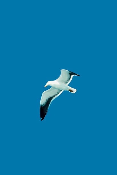 El ave despliega sus alas en pleno vuelo, en busca de algún comensal incauto que haya descuidado su almuerzo