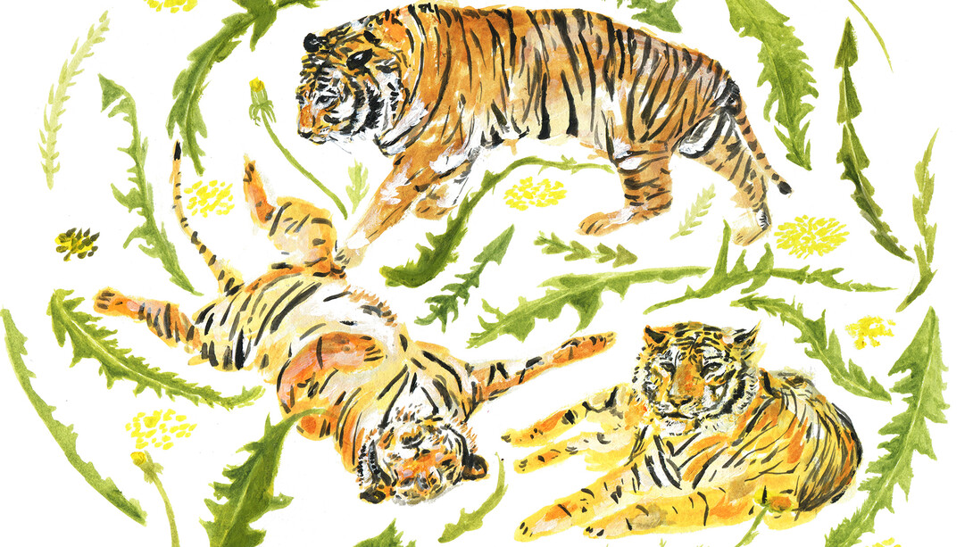 Tigers © Caroline Rose