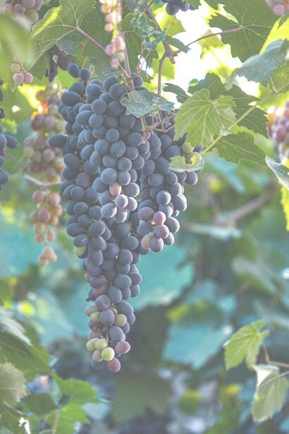 Close-up shot of fresh grapes, Canale, Piemonte, Italia

