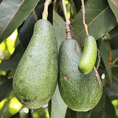 Aguacates