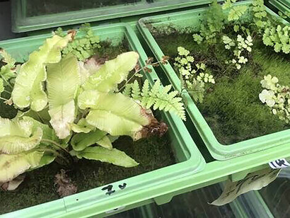 L'artiste Gérard Hauray. Il a réussi à montrer  le vivant tel qu’il est, et non l’effet de vivant tel qu’il est construit par les images