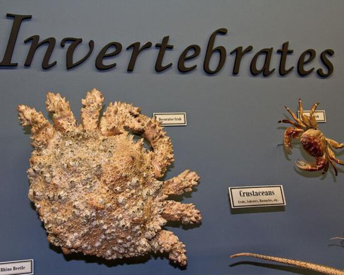 What is a Skeleton? Courtesy of Museum of Osteology