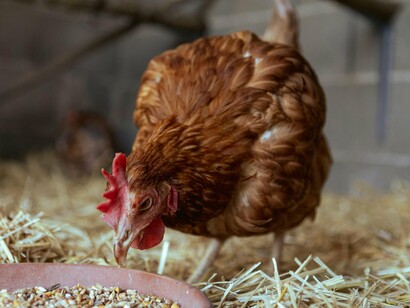 Un pollo mangia in un pollaio