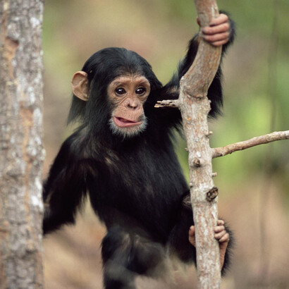 Un chimpancé juega en un árbol