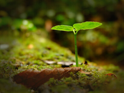 Árbol germinando. Para caminar debemos tener un destino