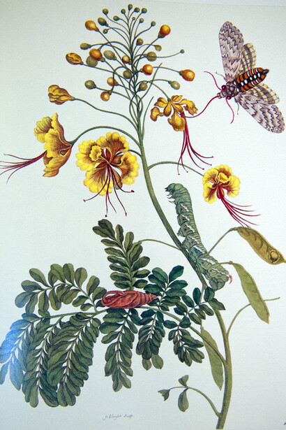 Maria Sibylla Merian. La Metamorfosi degli insetti