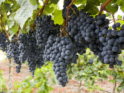 Normally, Rioja is made from a blend of grape varieties, with Tempranillo keeping the dominant note