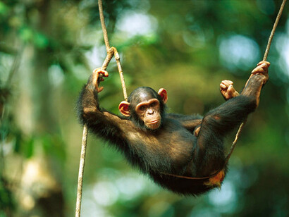 Chimpanzees can acquire sign language, the same as the deaf-mute, with the same rules as articulated language